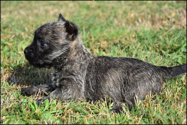 Grote foto cairn terrier pups dieren en toebehoren jack russells en terri rs