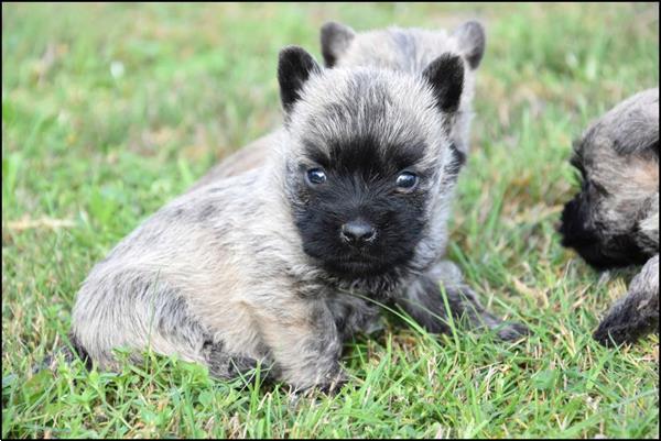 Grote foto cairn terrier pups dieren en toebehoren jack russells en terri rs