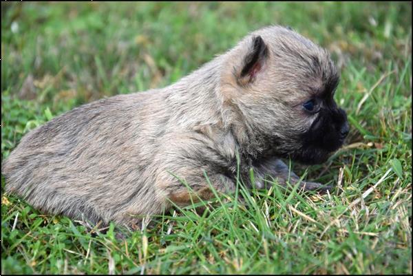 Grote foto cairn terrier pups dieren en toebehoren jack russells en terri rs