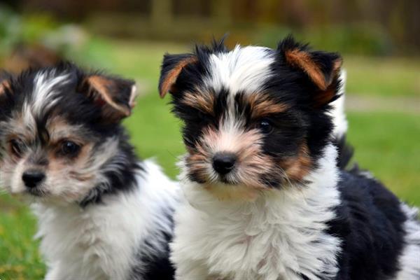Grote foto biewer pups dieren en toebehoren chihuahua en gezelschapshonden