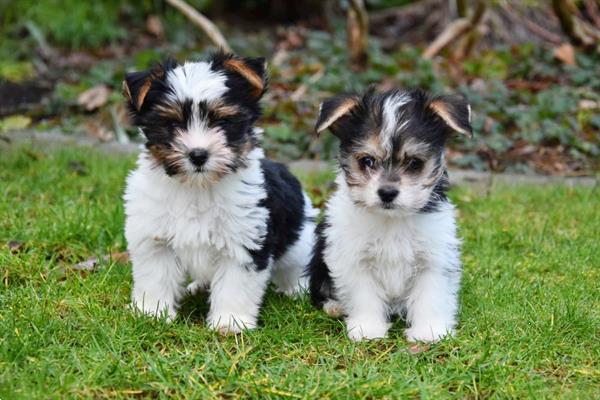Grote foto biewer pups dieren en toebehoren chihuahua en gezelschapshonden