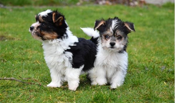 Grote foto biewer pups dieren en toebehoren chihuahua en gezelschapshonden