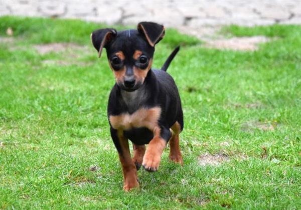 Grote foto dwergpincher pups dieren en toebehoren bulldogs pinschers en molossers