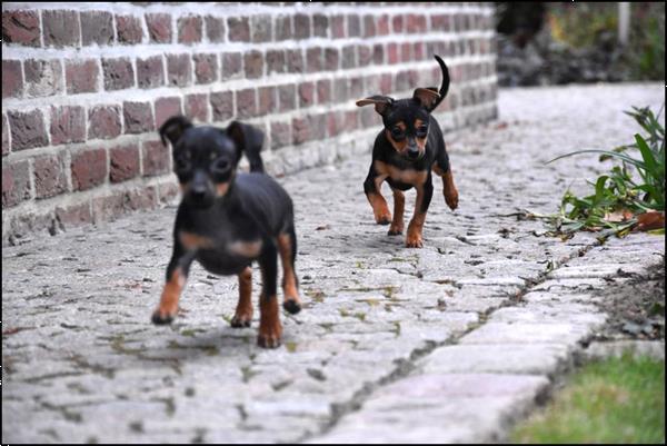 Grote foto dwergpincher pups dieren en toebehoren bulldogs pinschers en molossers