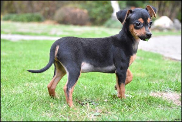 Grote foto dwergpincher pups dieren en toebehoren bulldogs pinschers en molossers