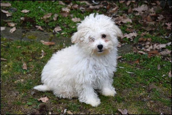 Grote foto poedel pups dieren en toebehoren chihuahua en gezelschapshonden
