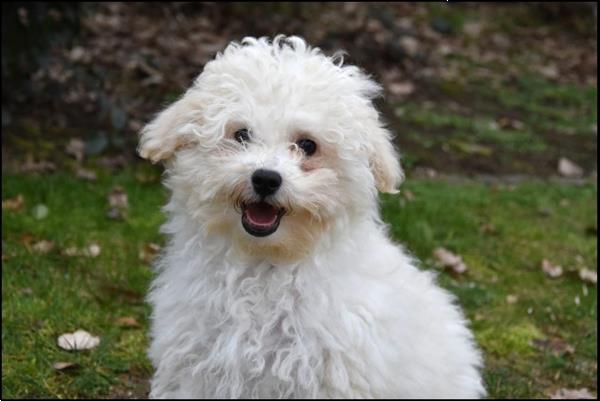 Grote foto poedel pups dieren en toebehoren chihuahua en gezelschapshonden