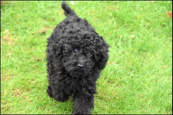 Grote foto poedel pups dieren en toebehoren chihuahua en gezelschapshonden