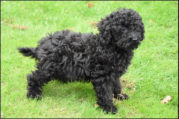 Grote foto poedel pups dieren en toebehoren chihuahua en gezelschapshonden