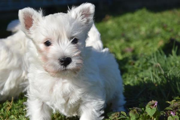 Grote foto westie pups dieren en toebehoren jack russells en terri rs