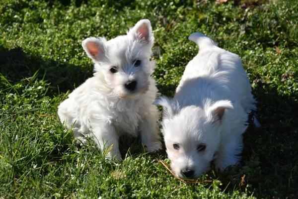 Grote foto westie pups dieren en toebehoren jack russells en terri rs