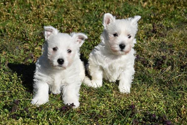 Grote foto westie pups dieren en toebehoren jack russells en terri rs