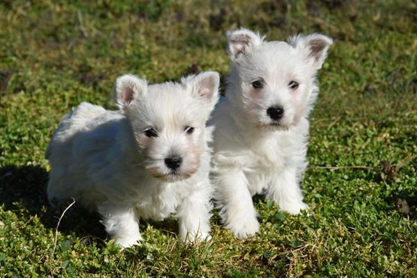 Grote foto westie pups dieren en toebehoren jack russells en terri rs