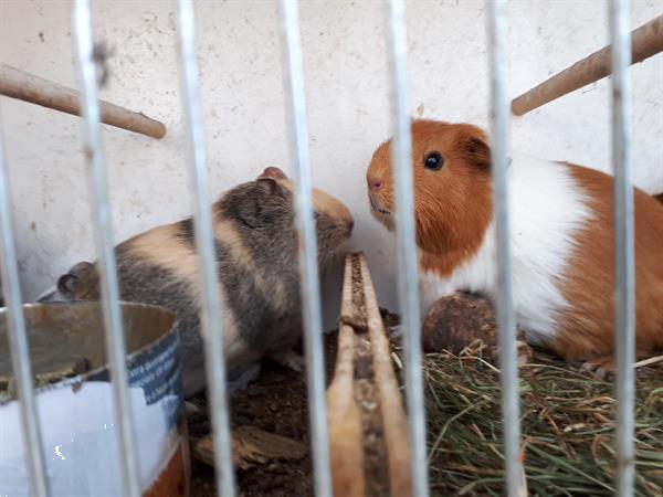 Grote foto cavia in meerdere kleuren dieren en toebehoren knaagdieren