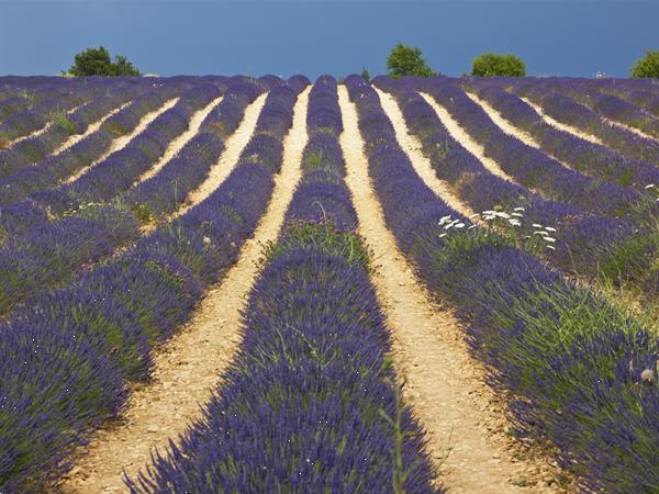 Grote foto fantastisch huis met zwembad in hartje provence vakantie frankrijk