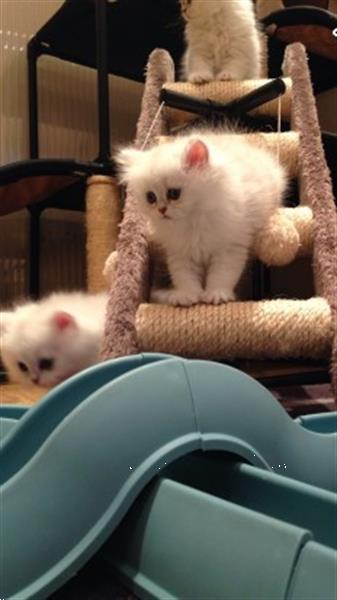Grote foto mooie perzische kittens dieren en toebehoren raskatten korthaar