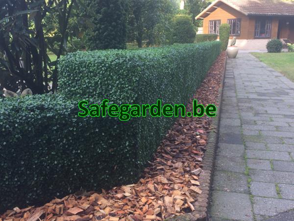 Grote foto buxus kunsthaag safegarden zeer scherpe prijzen tuin en terras hekken en schuttingen