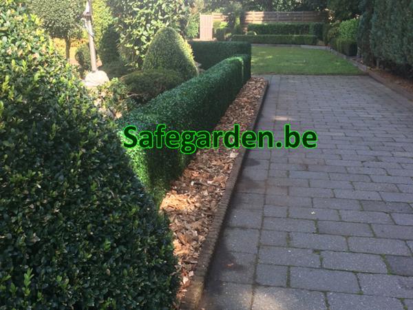 Grote foto buxus kunsthaag safegarden zeer scherpe prijzen tuin en terras hekken en schuttingen