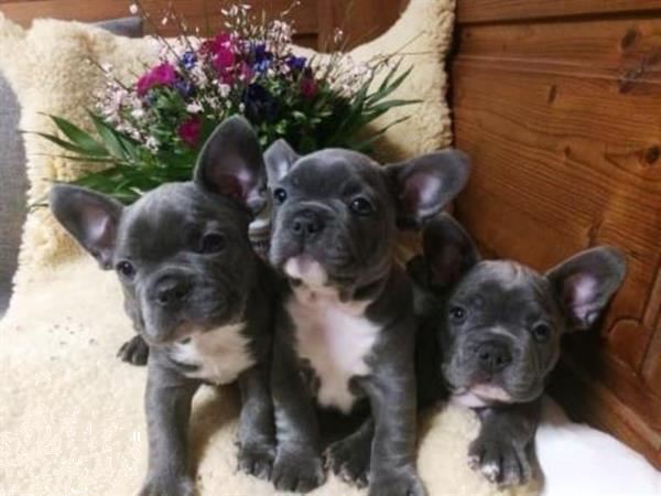 Grote foto super mooie blauwe franse bulldog pups dieren en toebehoren bulldogs pinschers en molossers