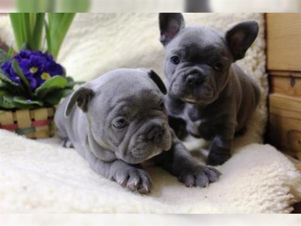 Grote foto super mooie blauwe franse bulldog pups dieren en toebehoren bulldogs pinschers en molossers