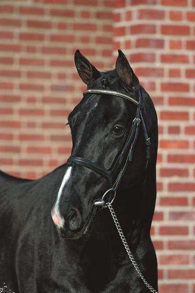 Grote foto absoluut mooie zwarte hanoveriaanse ruin dieren en toebehoren paarden