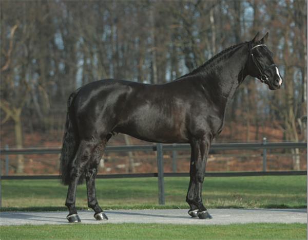 Grote foto absoluut mooie zwarte hanoveriaanse ruin dieren en toebehoren paarden