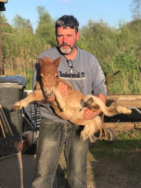 Grote foto prachtig appaloosa hengst jaarling shetlander dieren en toebehoren pony