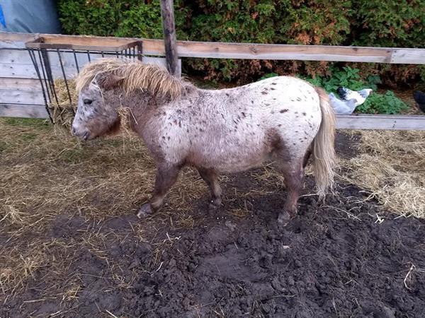 Grote foto prachtig appaloosa hengst jaarling shetlander dieren en toebehoren pony