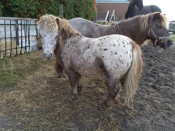 Grote foto prachtig appaloosa hengst jaarling shetlander dieren en toebehoren pony