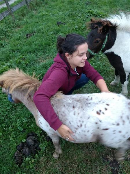 Grote foto prachtig appaloosa hengst jaarling shetlander dieren en toebehoren pony