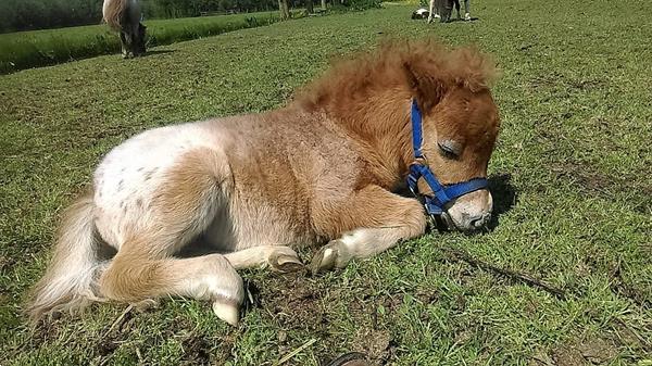 Grote foto prachtig appaloosa hengst jaarling shetlander dieren en toebehoren pony