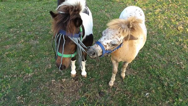 Grote foto prachtig appaloosa hengst jaarling shetlander dieren en toebehoren pony