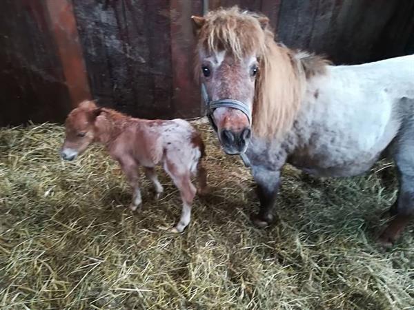 Grote foto prachtig appaloosa hengst jaarling shetlander dieren en toebehoren pony