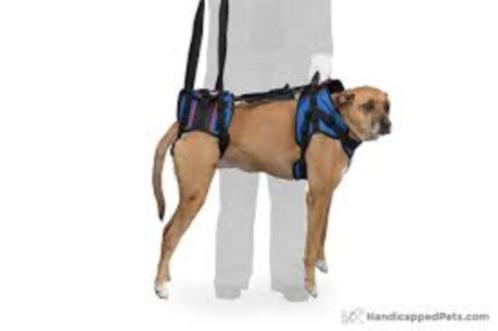 Grote foto hondenrolstoel voor honden en katten walkin wheels dieren en toebehoren toebehoren