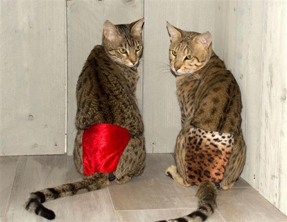 Grote foto katerbroekje savannah kat poes kitten cattery dieren en toebehoren katten accessoires