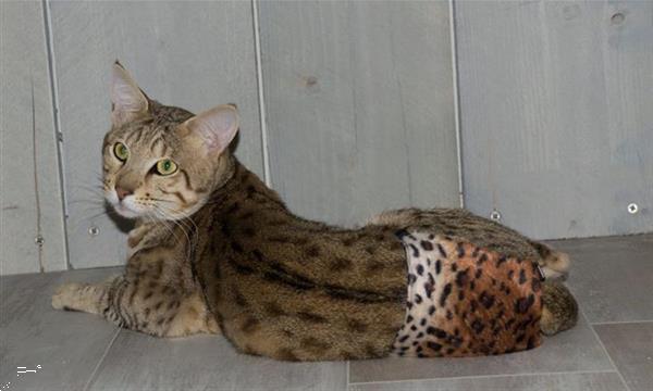 Grote foto katerbroekje savannah kat poes kitten cattery dieren en toebehoren katten accessoires