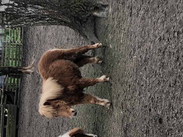 Grote foto pony s te koop dieren en toebehoren pony