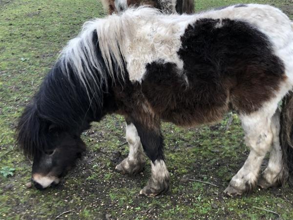Grote foto pony s te koop dieren en toebehoren pony