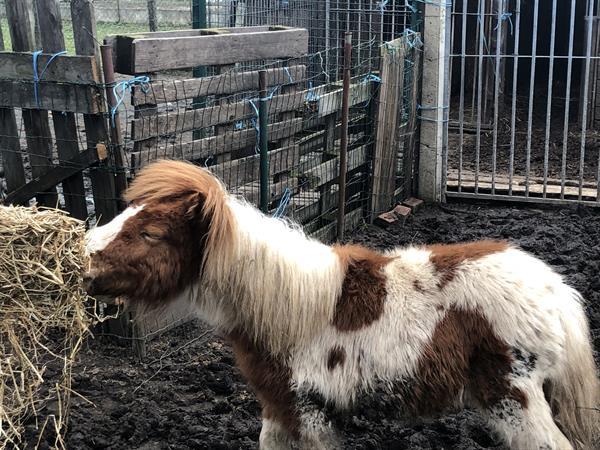 Grote foto pony s te koop dieren en toebehoren pony