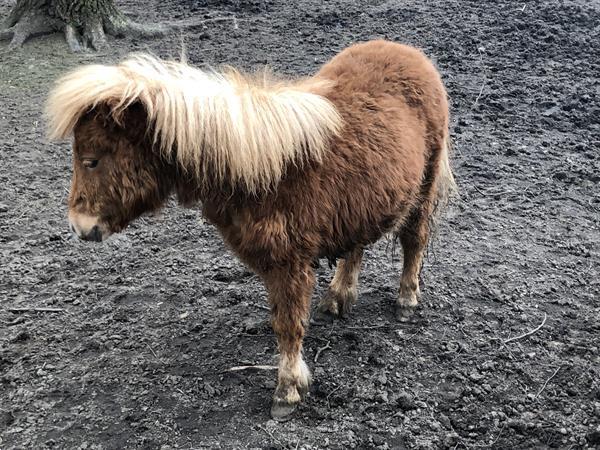 Grote foto pony s te koop dieren en toebehoren pony