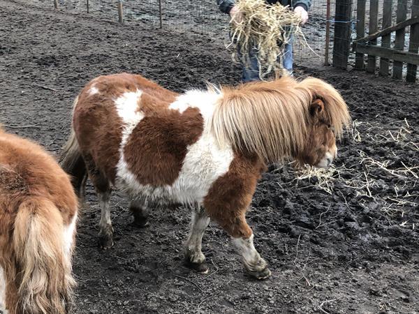 Grote foto pony s te koop dieren en toebehoren pony