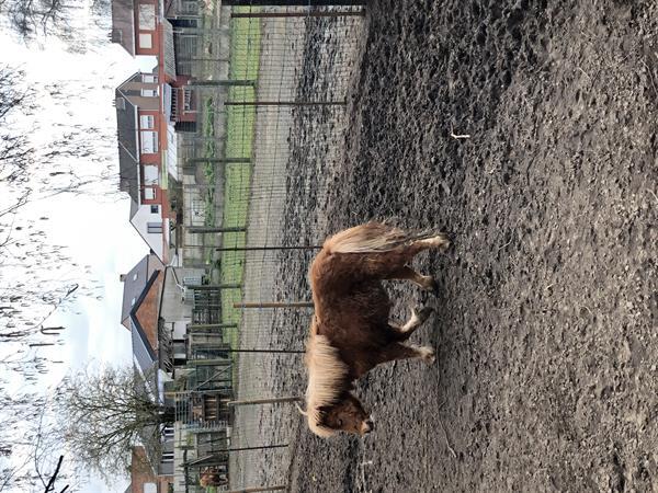 Grote foto pony s te koop dieren en toebehoren pony