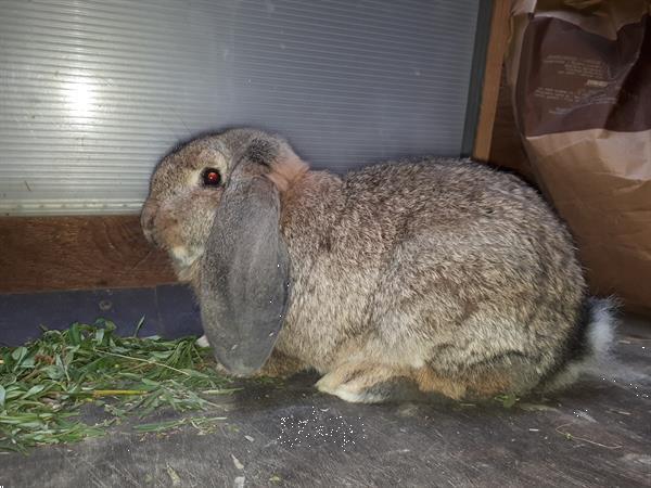Grote foto franse hangoor konijnen dieren en toebehoren konijnen