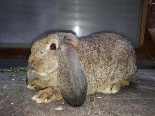 Grote foto franse hangoor konijnen dieren en toebehoren konijnen