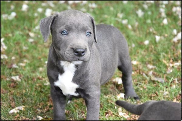 Grote foto engelse stafford pups dieren en toebehoren jack russells en terri rs