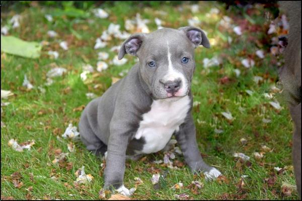 Grote foto engelse stafford pups dieren en toebehoren jack russells en terri rs