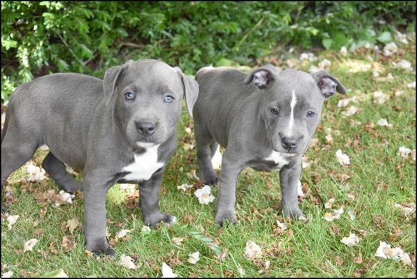 Grote foto engelse stafford pups dieren en toebehoren jack russells en terri rs