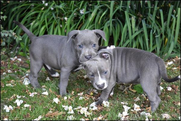 Grote foto engelse stafford pups dieren en toebehoren jack russells en terri rs