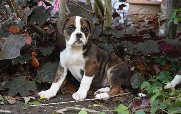 Grote foto old english bulldog pups dieren en toebehoren bulldogs pinschers en molossers