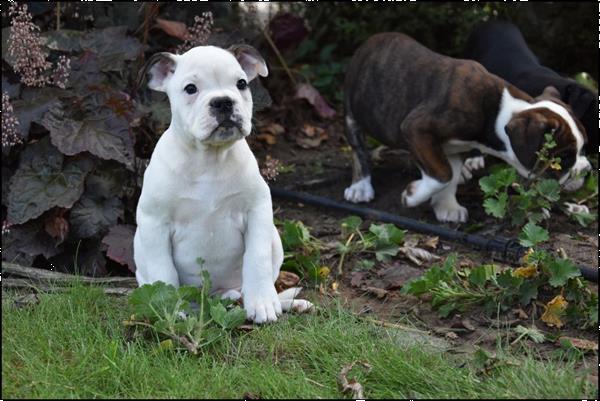 Grote foto old english bulldog pups dieren en toebehoren bulldogs pinschers en molossers